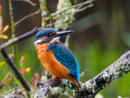 Kingfisher - Zimorodek